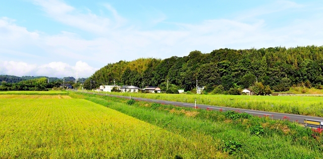 豊かな実りの秋が到来（相良村で）