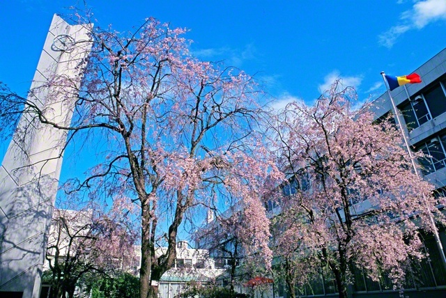 青空に3色の校旗がはためき、時計塔が鳳雛たちを見守る。創立者・池田先生は、らんまんと咲き誇る東京・創価学園の桜にカメラを向けた（2004年4月）