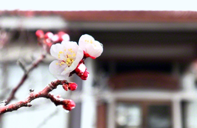 青年塾と梅花