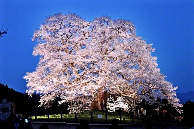 「新日本名木100選」に選ばれている「醍醐桜」が夜空に咲く（真庭市）