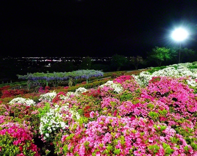 【寒河江公園でのライトアップ】寒河江公園でツツジを撮影しました（5月11日、寒河江市）。ライトアップにより映し出される姿は、いつにも増して鮮やかに感じます（宮林春彦）