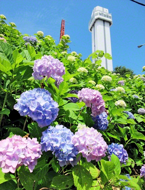 【「さすてな京都」のアジサイ】環境学習施設「さすてな京都」の展望台のもとに色とりどりのアジサイが（原田明美通信員、6日撮影）