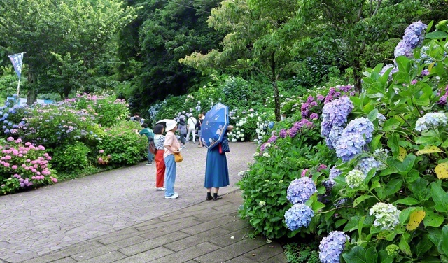 かつて伊豆半島で最大規模の山城だった下田市の下田公園。現在は100品種、15万株のアジサイが咲き薫る人気のスポットだ。今月30日まで祭りが開かれ、満開のアジサイが、見る人を和ませている（15日、内山敏之通信員）
