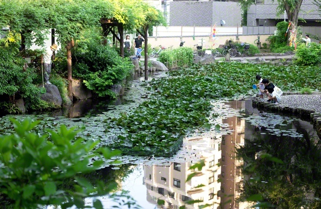【文京区　須藤公園】豊かな緑、そよぐ風。住宅街の中にある憩いの場です。池や滝、藤棚も心癒やしてくれます。1953年4月、池田先生は文京支部長代理に。不滅の原点は私たちの誇り。師との誓いを胸に、仏縁の大拡大を！（細川慎一）