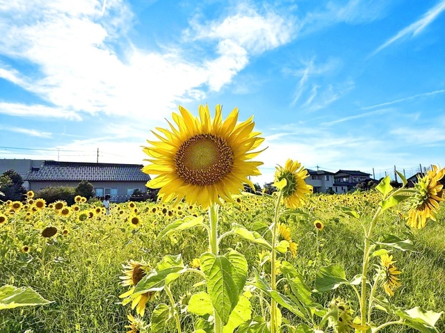 夏空に向かって真っすぐに伸びるヒマワリ（富山市内で）