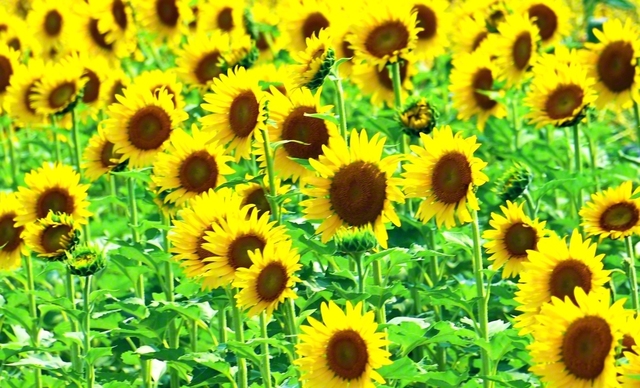 夏を彩るヒマワリの花。真っすぐに伸び、生き生きとした様子が創価後継の友のよう（16日、和歌山市内で）