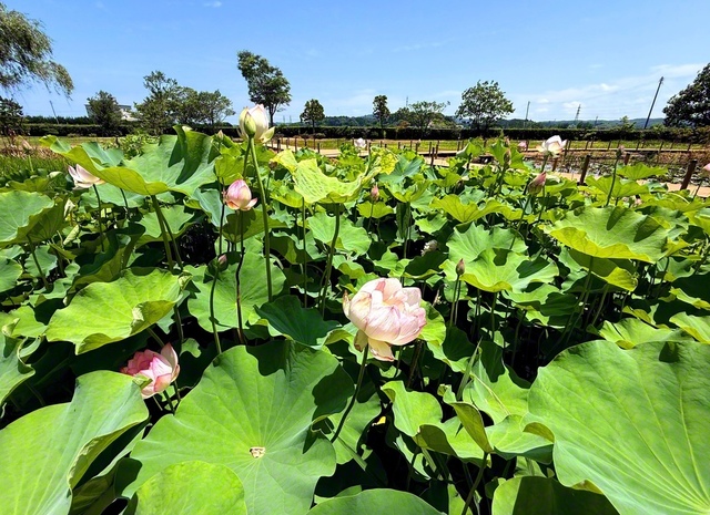 十二町潟水郷公園のオニバス（氷見市）