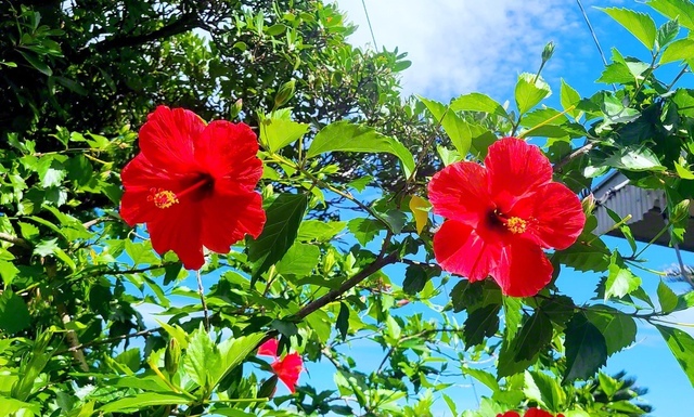 【ハイビスカス】盛夏に真っ赤なハイビスカスが咲き誇る（徳之島町）。ハワイでは「幸せな未来」や「希望」の象徴