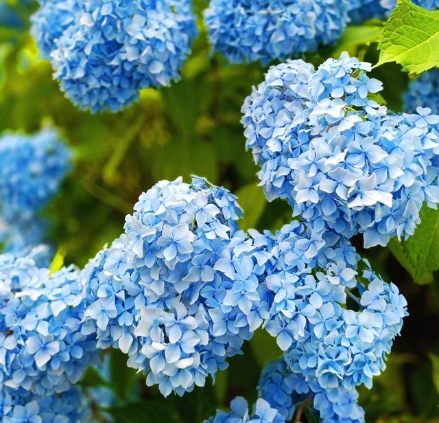 アジサイの花言葉は「和気あいあい」（7月18日、新ひだか町、櫻井麻利通信員）