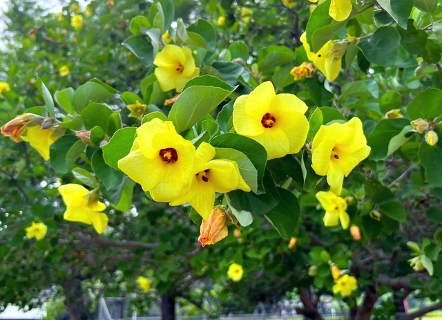 【南国ムード感じる　ハマボウの花（大分市）】鮮やかな黄色い花を咲かせたのは、ハイビスカスの仲間の一種「ハマボウ」。生育地の減少で県の絶滅危惧種にも指定された希少種ですが、田ノ浦ビーチでも見られ、訪れる人を楽しませています（7月16日撮影＝中西秀樹通信員）