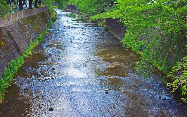 町田市内を流れる恩田川は、春は桜の名所。夏の夕暮れ時に訪れると、静かな川面にカモの姿がありました。この夏、水の流れるような清き信心で、町田から対話の波動を大きく広げていきます（西井みさ子）