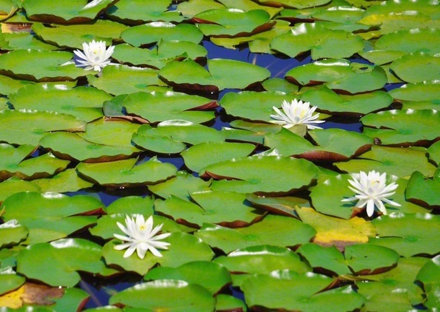 千代田湖には、スイレンが群れ咲いていました。私も自分らしく、清らかな使命の花を咲かせていきます（松野博美通信員）