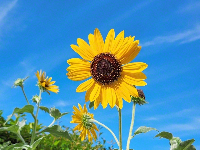 夏空の下、大輪の花を咲かせていたヒマワリに元気をもらい、友の元へ。暑さに負けず友好を広げる夏に！（8日、横浜市戸塚区内で、下重眞理子通信員）