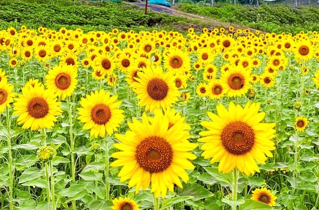 沢谷熊見地域のひまわりは、種を油にするプロジェクトの一環で育てられている。黄色の大輪のように、周囲を明るく照らそう！