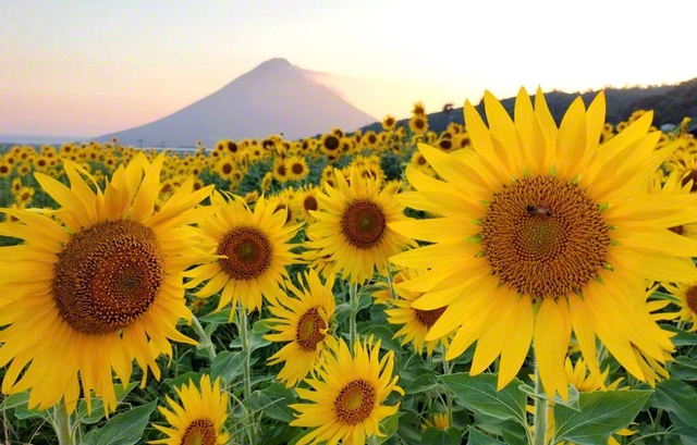 8月初旬の夕暮れ時。開聞岳を背に、満開のヒマワリが、仲良く朗らかに咲き誇っていた（指宿市）