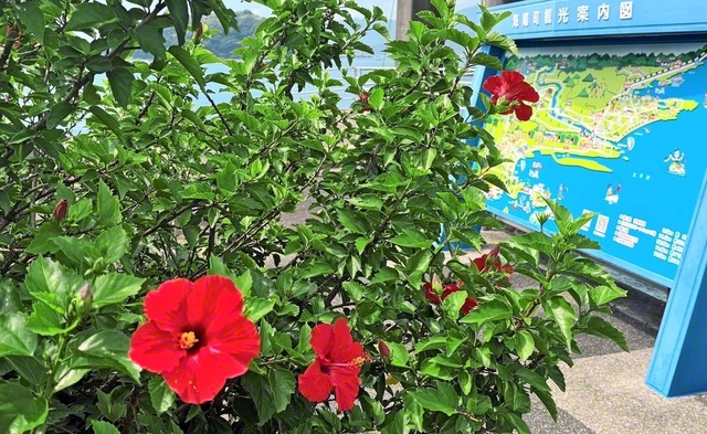 【海陽町　竹ケ島のハイビスカス】