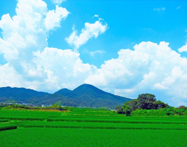 力強く育つ稲の上に爽やかな夏空が広がる（16日、香芝市内で）