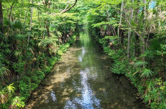 江戸時代、水不足を解消するために整備された「玉川上水」。新堀橋からの風景は「新東京百景」に。若き師の闘争の歴史が刻まれた福生の友は、今日も朗らかに前進します（羽場純枝）