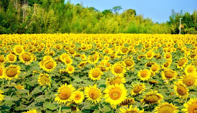 かつて池田先生は後継の友に「ひまわりの　笑顔の花の　未来部よ　希望の青空　強く伸びゆけ」と詠んだ。いよいよ新学期が始まる。皆で宝の友を育み、希望輝く未来を開いていこう（26日、牧之原市内で。堀内茂雄通信員）