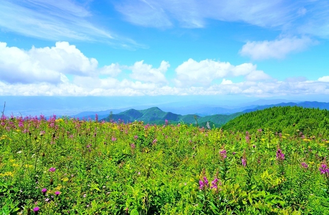 真夏の高原は、ヤナギラン、キオンなど、色とりどりの花が咲き薫り、涼しい秋の気配。個性豊かに輝くそれぞれの花のように、一人一人を大切にし、友情を深める対話を進めたい（8月2日撮影）