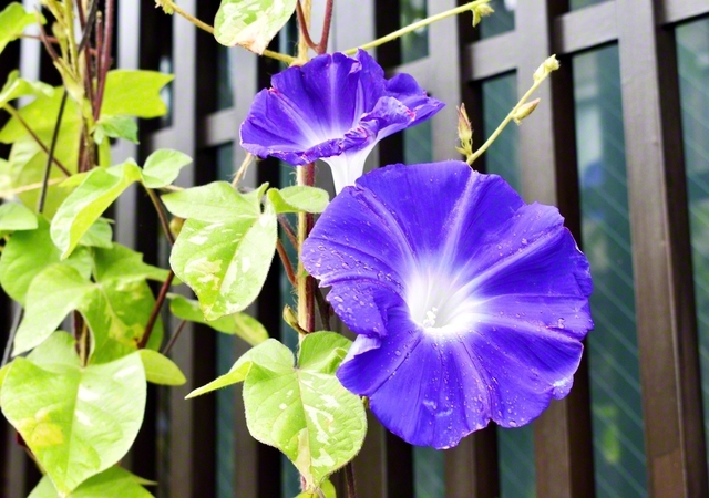 歴史情緒あふれる盛岡市の鉈屋町。暑かった夏を彩ったアサガオの花が格子戸に映えて趣きを醸し出していました（2日、鈴木清子通信員撮影）