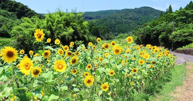 薩摩川内市青山町にヒマワリが咲くスポットがあると聞き、8月2日の早朝、訪れました。花たちは太陽を向き、背をピンと伸ばしていました。私も常に師を見つめ、青年の心で挑戦を、と誓いました（山口裕次通信員）