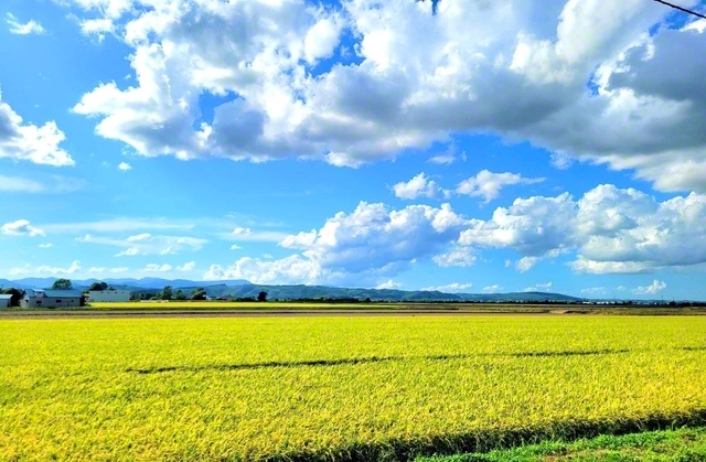 もうすぐ秋。青空に稲穂が映える（8月22日、滝川市、藤田恵子通信員）
