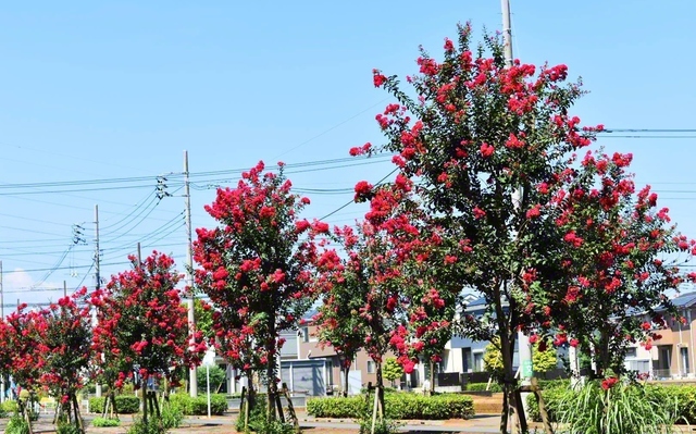 深紅のサルスベリの並木道。市民の心を癒やす散歩道として親しまれています。燃えるような赤い花を咲かせるサルスベリの花言葉は「雄弁」。平和への思いを胸に、対話の花を咲かせていきます（斉藤京子）