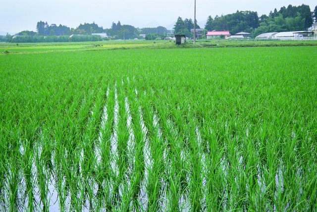 池田大作先生が最後の栃木指導の際に撮影した田園風景。我らも友の“心の田”に平和の種、幸福の種をまこう（1995年6月、宇都宮市内）