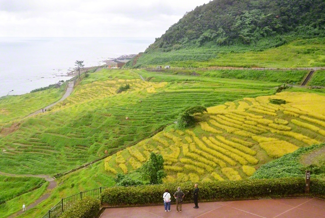 収穫の秋が近づく輪島市の白米千枚田（9月9日）