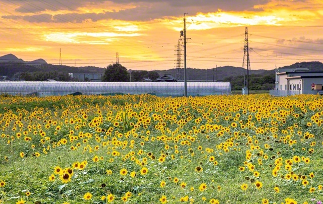 関市　ヒマワリ畑