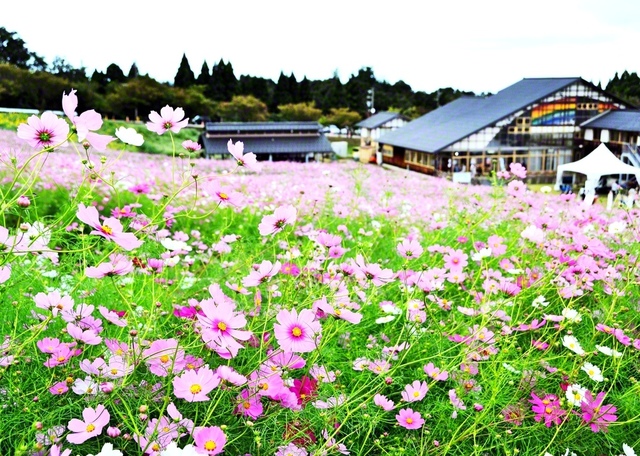一面に広がるコスモス（砺波市内で）