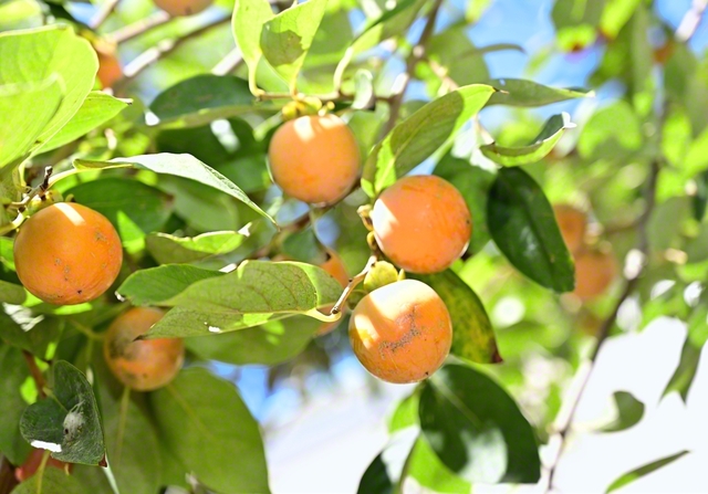 柿（大津市の滋賀文化会館で）