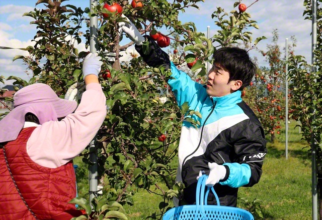 創価高校生㊨がリンゴの収穫体験を（24日、平川市内で）