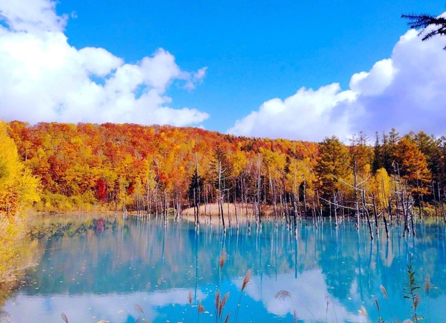 白金青い池。雲の切れ間から差し込む光を待ち続け、静寂の青い湖面に、色づいた紅葉が映る瞬間を切り取った（10月24日、美瑛町、合田智子）