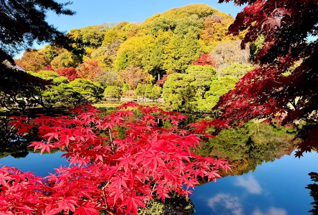 盛岡市中央公民館の紅葉も見頃に（5日、鈴木清子通信員撮影、盛岡市内で）
