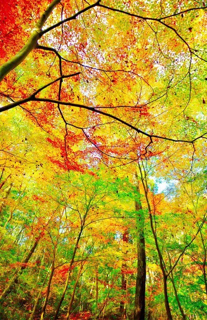 頭上いっぱいに色づいた葉が広がり、光が漏れる（22日、大和郡山市内で）