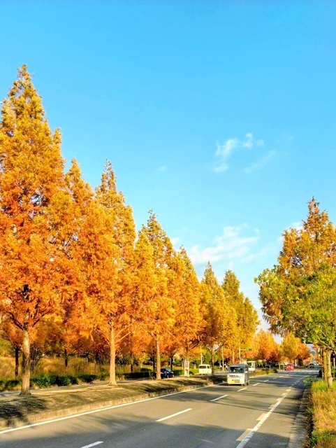 【メタセコイア並木道】「都市景観100選」にも選ばれた精華大通りのメタセコイア並木道（浦川久二枝通信員、21日撮影）