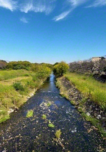 【清瀬市　柳瀬川のせせらぎ】　埼玉県の狭山湖を源とする柳瀬川の川沿いでは、年間を通して多くの野鳥が観察できます。絶え間なく流れる川のように、清新な信心で前進します（片寄明香）