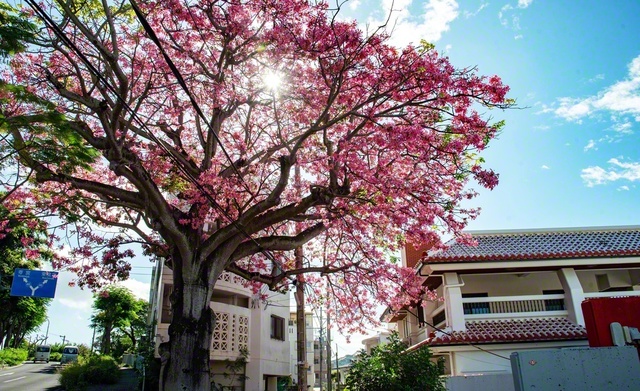 この季節、沖縄では桜のような街路樹が見られます。先日、那覇市国場のトックリキワタが力強く咲いていました（2日撮影）。とっくりのような幹を、ぽっこりとしたおなかに例えて、海外では“酔っぱらいの木”の別名も。交流の機会が多い年の瀬、飲み過ぎ食べ過ぎには気をつけたいと思います。花言葉は「信頼」と「尊敬」
