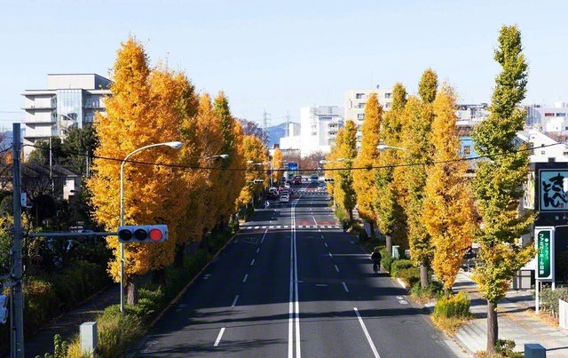 【日野市　街を彩るイチョウ並木】　日野市を東西に貫く国道20号沿いでは、イチョウが黄金色に輝き、季節の訪れを告げています。近隣には、史跡や川辺を歩けるスポットなどが点在。散歩を楽しむ人々でにぎわいます（枡井昭宏）