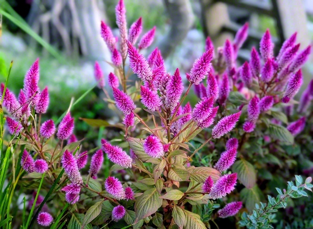 ヤリゲイトウは真っすぐに伸びる力強い姿から、「情熱」「勇敢」などの花言葉を持つ（広島市南区、梅木京子通信員）