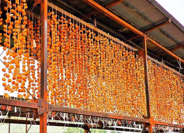 柿のれんが鮮やかに