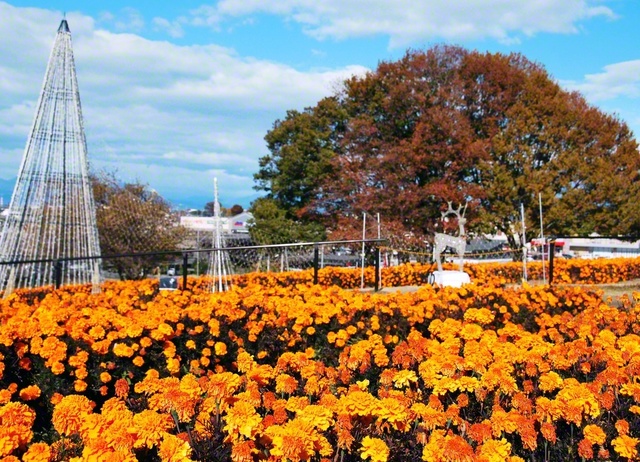 鮮やかなオレンジ色に染まる、マリーゴールドの丘。1月25日まで、夜間はイルミネーションが楽しめる（2025年11月、本庄市内で撮影＝山浦智子通信員）