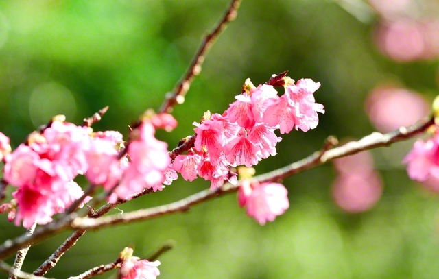 “日本一早咲き”のヒカンザクラが新春の到来を告げるように開花した（2日、本部町内で）