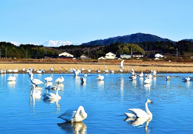 奥には立山連峰も（昨年12月、氷見市内で）