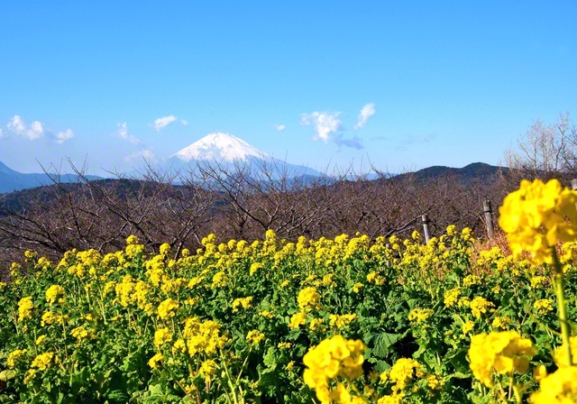 神奈川・二宮町の吾妻山に咲く菜の花が、一足早く春の訪れを告げてくれた。躍動する心で対話を広げ、あの友、この友に希望の光を届けていきたい（8日、安斎寿道通信員）