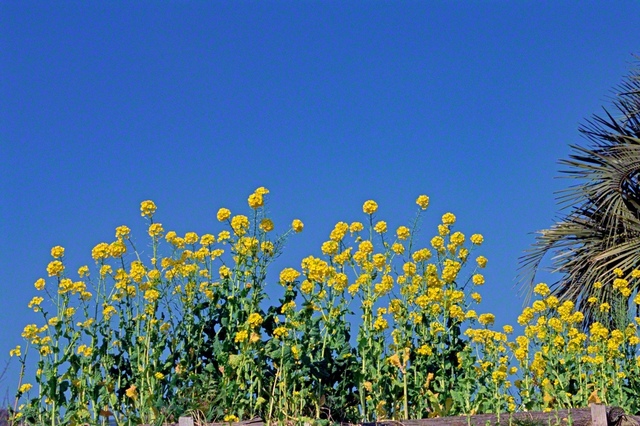 2002年2月1日、第14回本部幹部会（第2回静岡県総会）で池田先生は、日蓮大聖人が静岡の女性門下である重須殿女房へ送られた御手紙についてスピーチを。「さいわいを万里の外よりあつむべし」（新2037・全1492）との御文を通し、「この御言葉のごとく、御本尊を信じ、題目を唱え、広宣流布のために戦う人には、幸福が万里の外から集まってくる」と語った。1週間後、熱海市の静岡研修道場を訪問。市内で早春の風景をカメラに収めた。菜の花には「元気いっぱい」「快活」「明るさ」などの花言葉が。2月は、静岡女性部の「香梅満開月間」。心躍らせ、幸と希望の対話を広げゆこう！