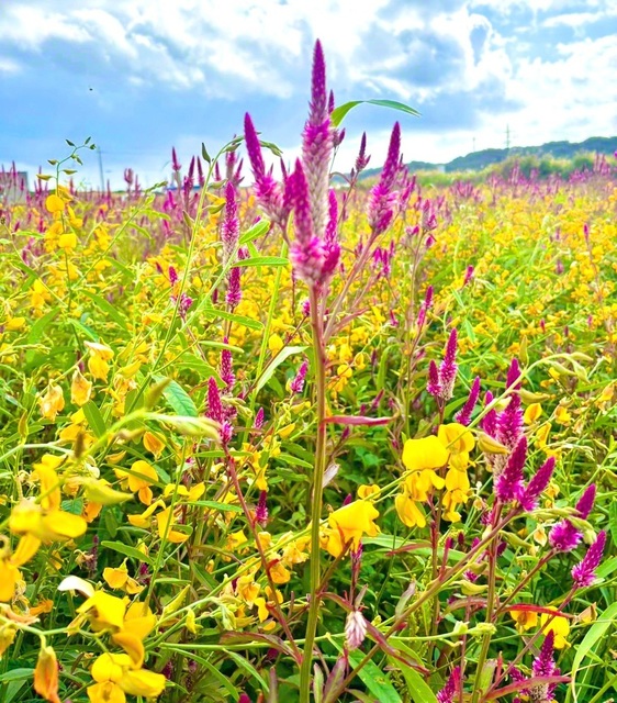 「花がきれいに咲いているよ」と知人から聞いて、糸満市福地へ撮影に行きました（1月18日）。真ん中の紫色の花は「ケイトウ」。黄色の花は「サンヘンプ」です。2つの花の共演に心を明るくしつつ、カメラに収めました。いよいよ伝統の2月。縁する友と心を通わせ、語らいの花を咲かせていきます（撮影＝波名城和子通信員）