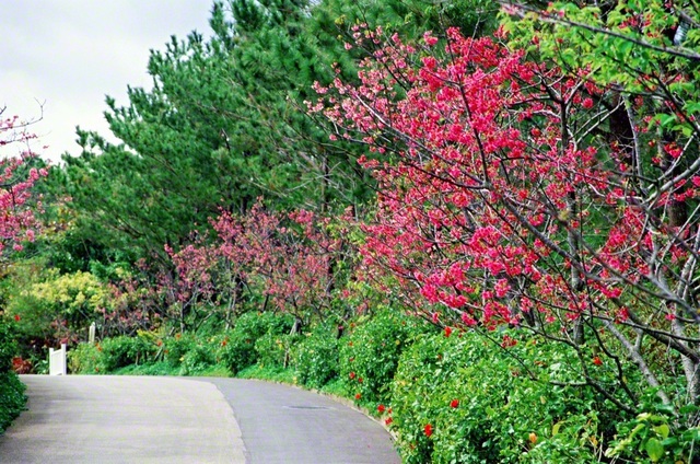 広布の春は沖縄から！と告げるように、ヒカンザクラが色鮮やかに道に続く。2000年2月、池田先生が沖縄研修道場で撮影した。今年も、伝統の「桜満開月間」が開幕した。さあ！　希望の春を呼ぶ対話を広げながら、師弟の大道をまっすぐに進もう
